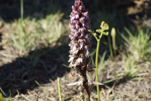 Himantoglossum robertianum