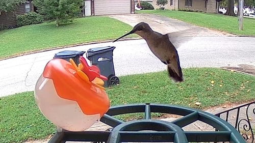 Ruby-throated Hummingbird