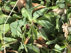 Pilosella lactucella