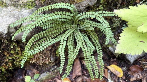 maidenhair spleenwort