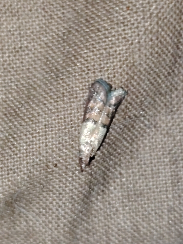 Indian-Meal Moth