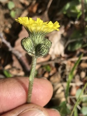 Pilosella lactucella