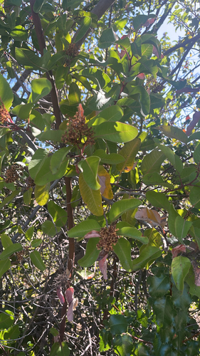 iNaturalist observation photo of laurel sumac
