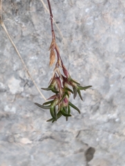 Poa alpina, photograph (c) Elias, some rights reserved (CC BY)