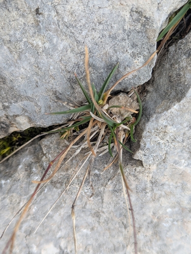 Poa alpina, photograph 5