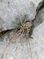 Poa alpina, photograph (c) Elias, some rights reserved (CC BY)