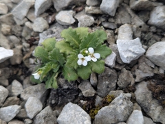 Arabis alpina, photograph (c) Elias, some rights reserved (CC BY)