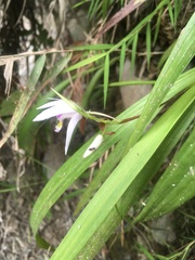 Bletilla formosana