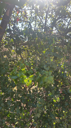 iNaturalist observation photo of hollyleaf cherry