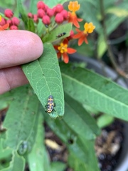 Coelophora inaequalis