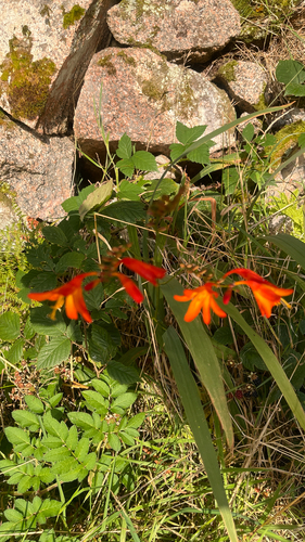 Garden Montbretia