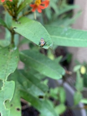 Coelophora inaequalis