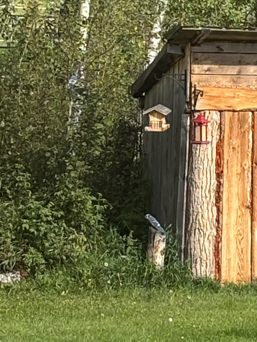 Blue Jay