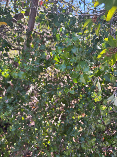 iNaturalist observation photo of hollyleaf cherry