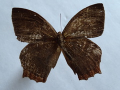 Taygetis rufomarginata