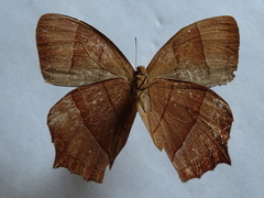 Taygetis rufomarginata
