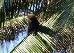 Semnopithecus vetulus