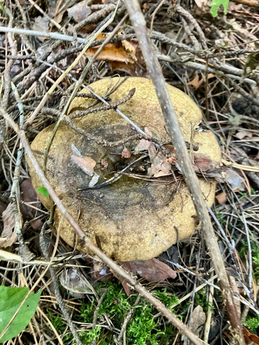 Ugly Milkcap
