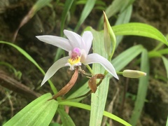 Bletilla formosana