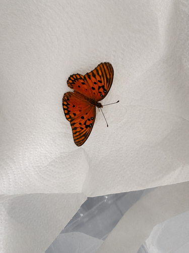 Dione vanillae maculosa