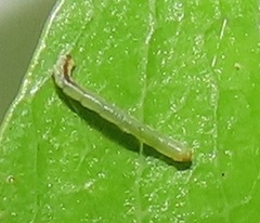 Zamarada plana denticincta