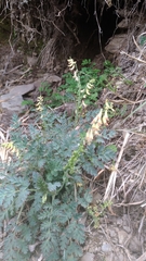 Corydalis ophiocarpa