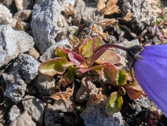 (c) Elias, some rights reserved (CC BY) Campanula cochleariifolia, photograph (c) Elias, some rights reserved (CC BY)
