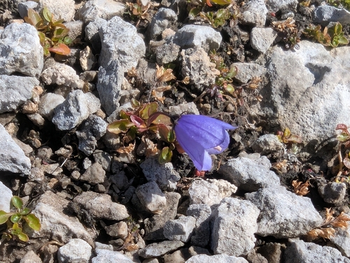 Campanula cochleariifolia, photograph 4