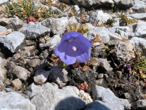 Campanula cochleariifolia, photograph 6