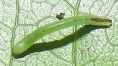 Zamarada plana denticincta