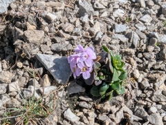 Noccaea rotundifolia