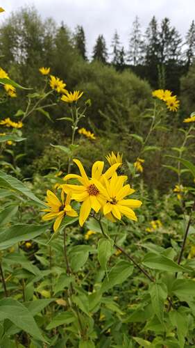 Jerusalem artichoke