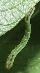 Zamarada plana denticincta