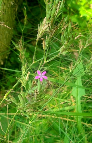 Deptford pink