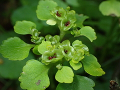 Chrysosplenium