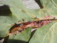 Dysaphis crataegi