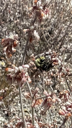 iNaturalist observation photo of Van Dyke's Bumble Bee