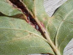 Dysaphis crataegi