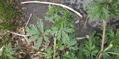 Potentilla tobolensis