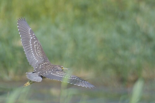 Black-crowned Night Heron