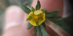 Potentilla tobolensis