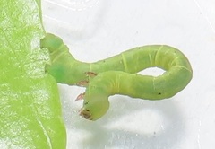 Zamarada plana denticincta