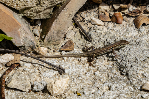 Italian Wall Lizard