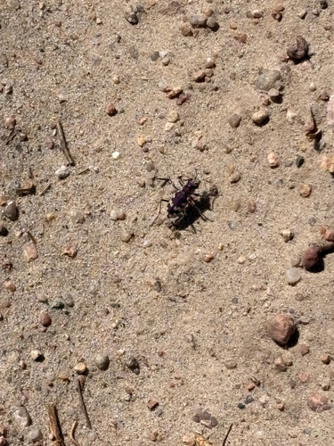 Big Sand Tiger Beetle