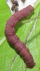 Zamarada plana denticincta