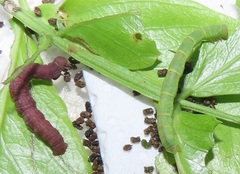 Zamarada plana denticincta