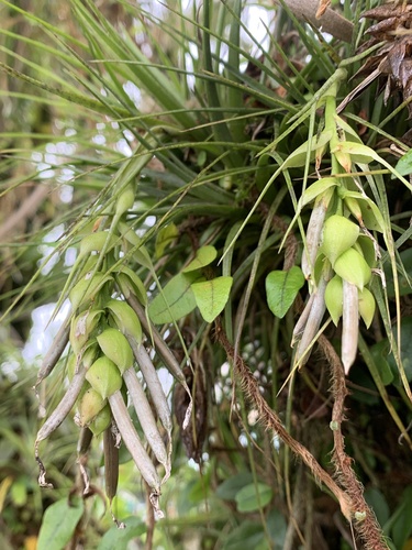 upright airplant