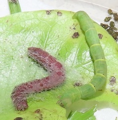 Zamarada plana denticincta