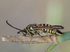 Bembecia ichneumoniformis