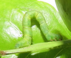 Zamarada plana denticincta